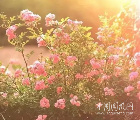  春天的颜色