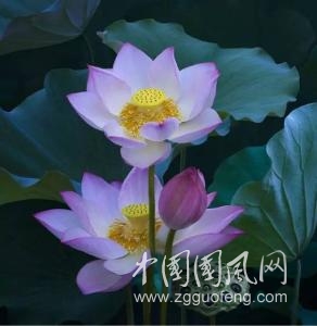 心生莲花，芬芳自来
