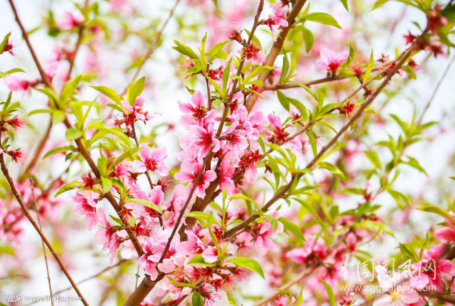 桃花