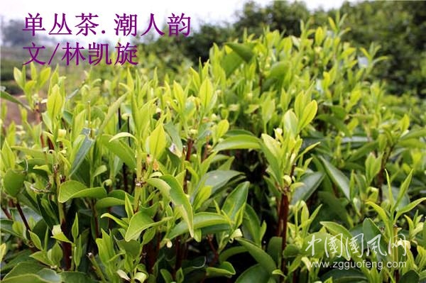 单丛茶.潮人韵