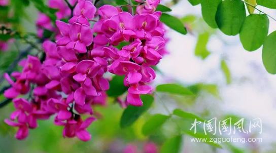  蔷薇又开，待君来