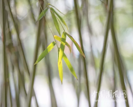 官场微小说之迷雾