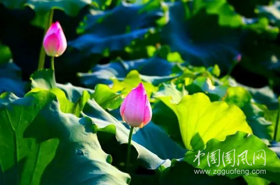 QQ截图20180605174032.png