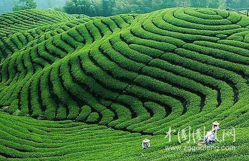 钱国亮  黄山峰顶的种茶人