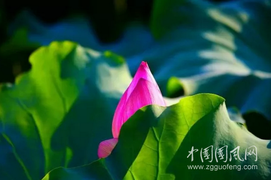 千佛塔寺的禅