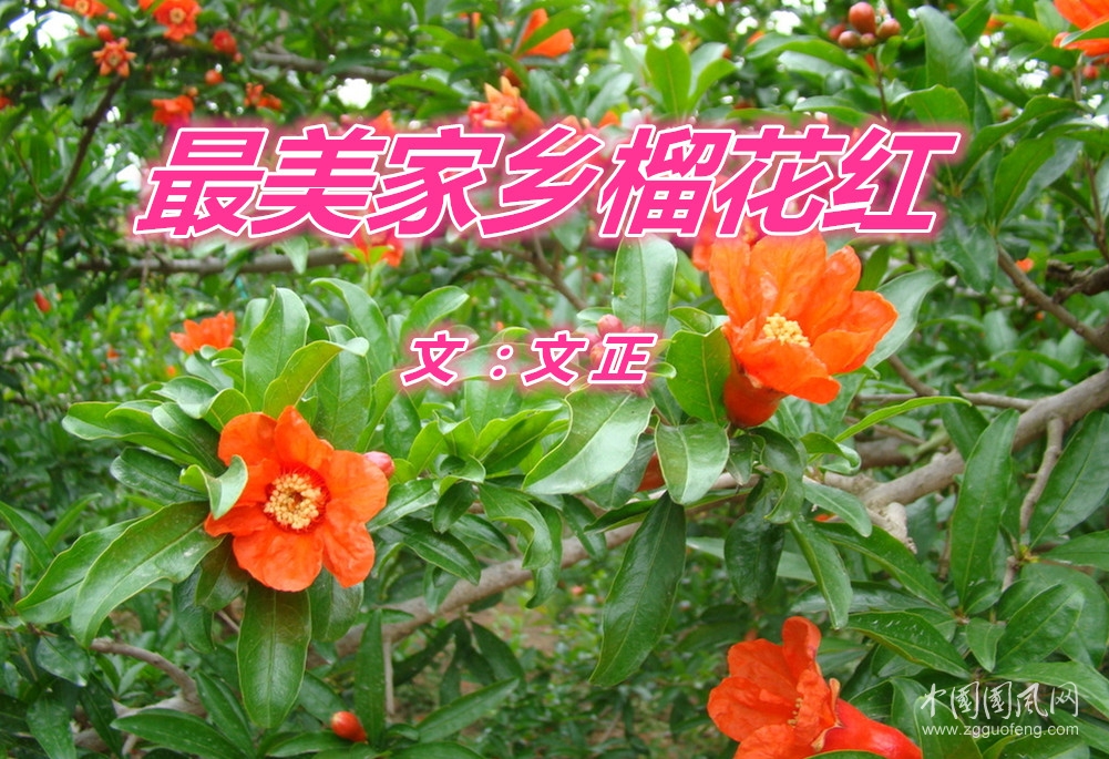 最美家乡榴花红（文：文正）