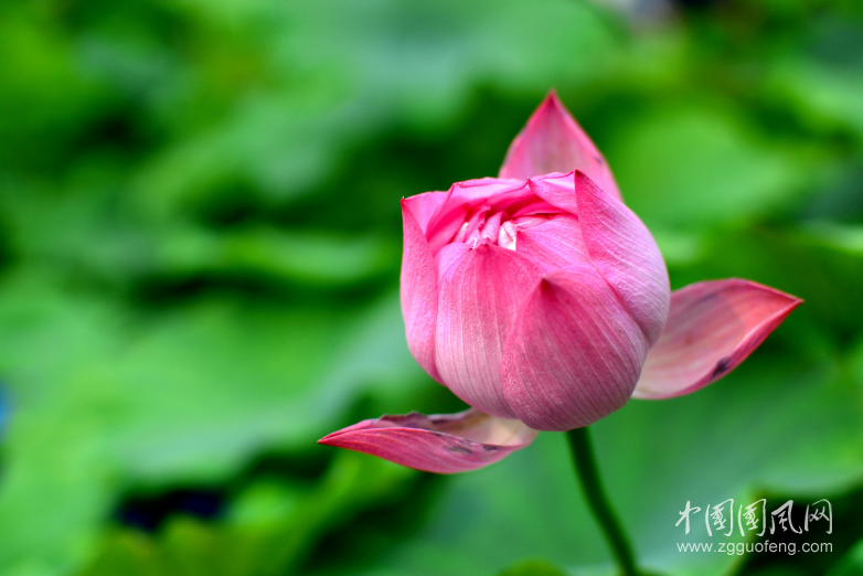  相遇，如莲