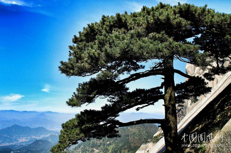 苍山上的崖柏