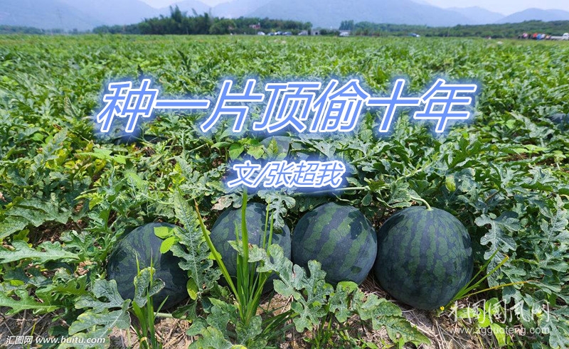  种一片顶偷十年（文/张超我）