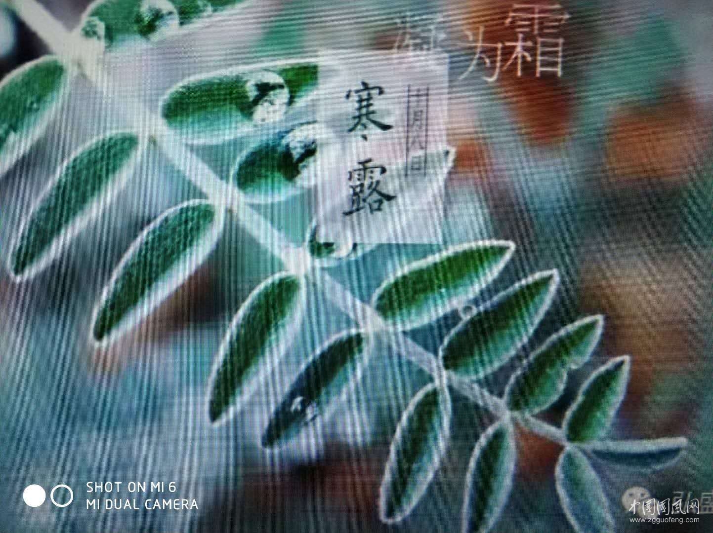 寒   露    文/吴忠芹