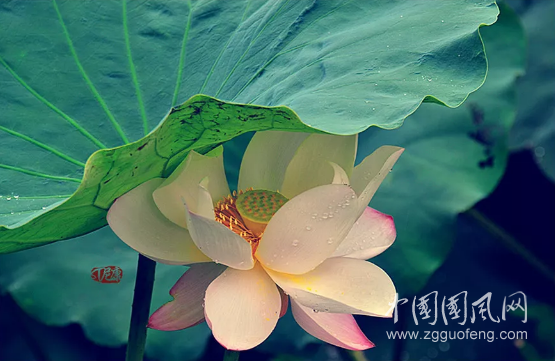 无言的倾诉