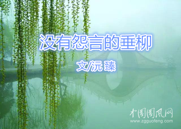  没有怨言的垂柳(文/沅臻)