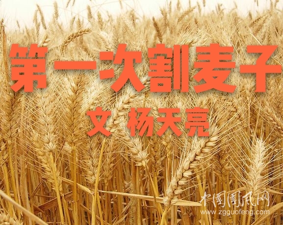 第一次割麦(文  杨天亮)