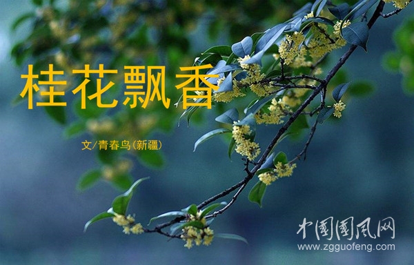 桂花飘香（文/青春鸟·新疆)）