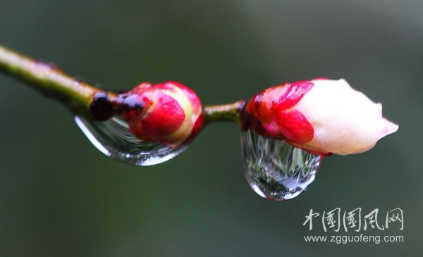  中秋雨来（文/青春鸟(新疆)   ）