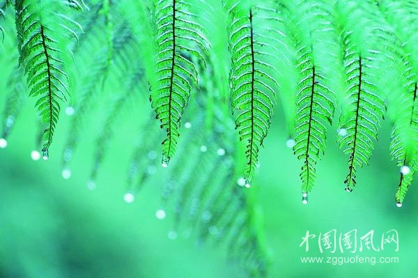 等待一场雨