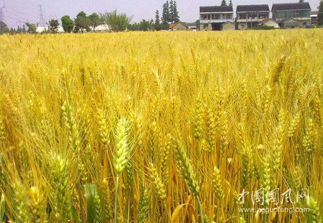yanjing.png