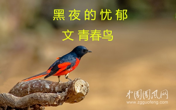黑夜的忧郁（文  青春鸟）