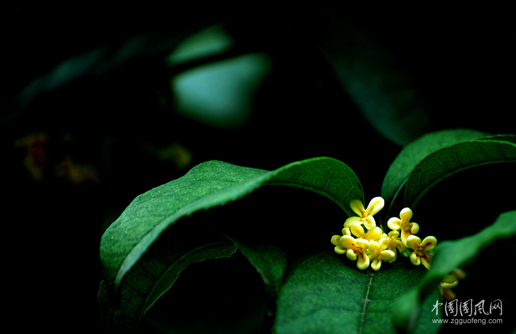桂花.png