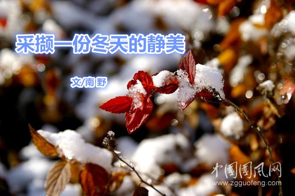  采撷一份冬天的静美（文/南野   ）