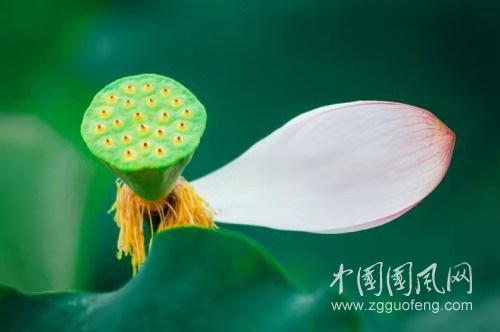  吟菊(文 荆杰)