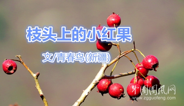  枝头上的小红果