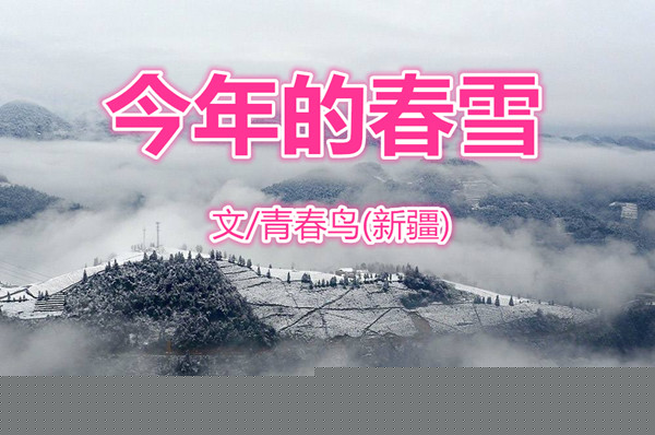  今年的春雪（文/青春鸟)
