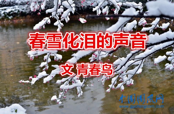 春雪化泪的声音（文/青春鸟）