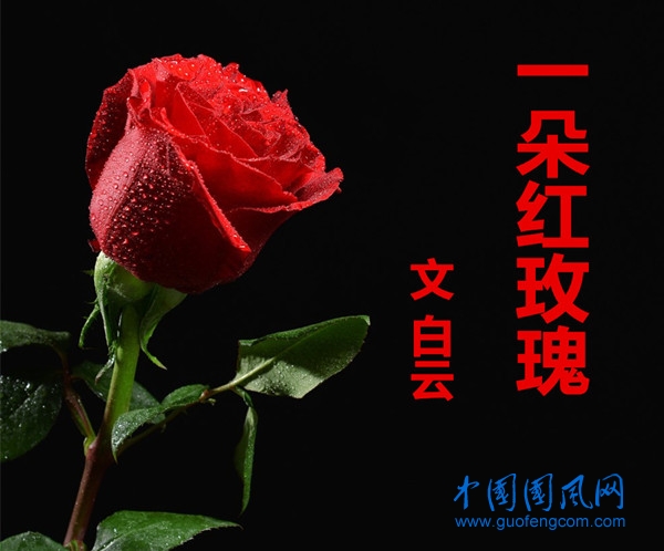 一朵红玫瑰 （文  白云）