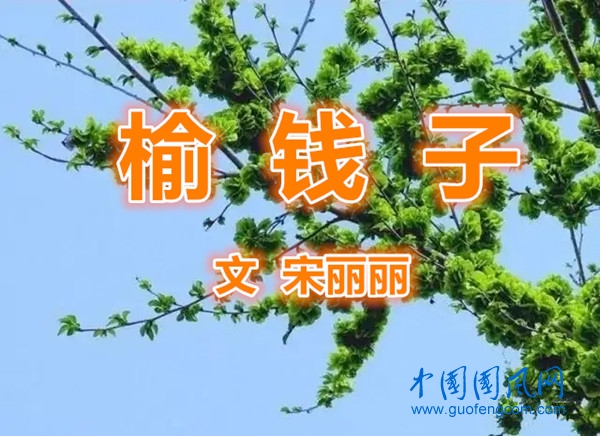  榆  钱  子（文  张志国）