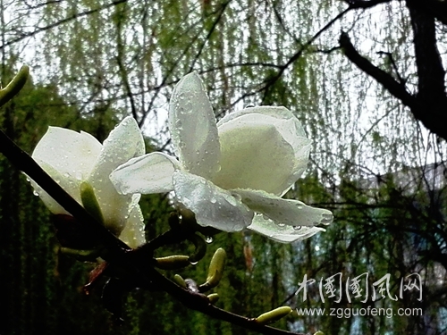 喜雨沐玉兰(手机摄影).jpg