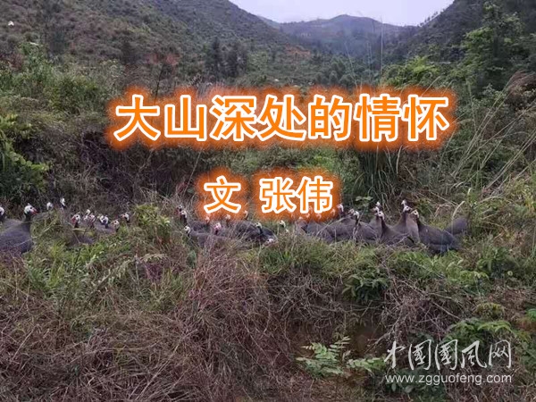   大山深处的情怀