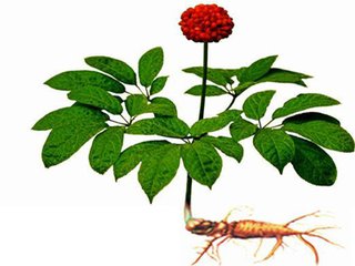 三七花泡水喝的好处