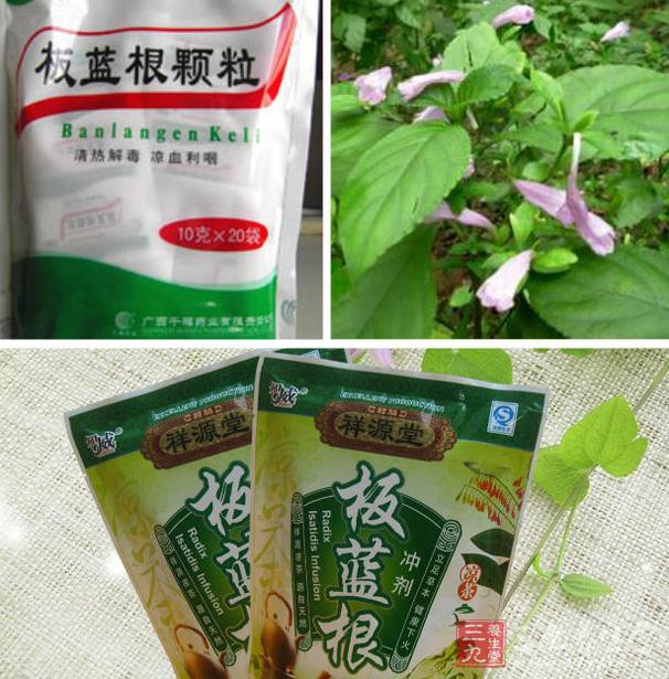 板蓝根真的是“万能神药”？ 这些人别喝