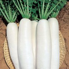 冬至吃萝卜赛过小人参