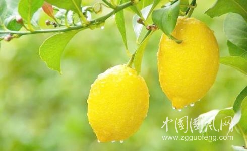 柠檬水你喝对了吗