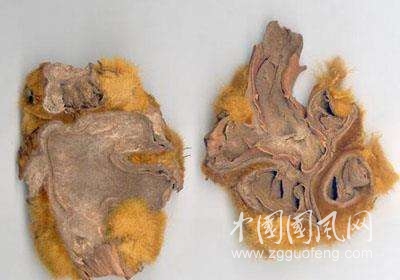 狗脊的功效和作用