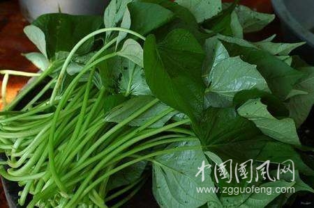 农村地里这种菜叶子治病效果赛人参，可惜很多人不知道