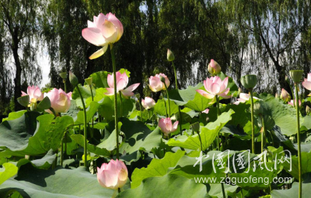 想解暑？莲是夏日宝