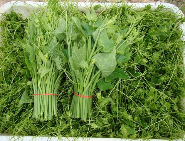 儿童多吃此野菜，营养价值高、促进发育、助消化！