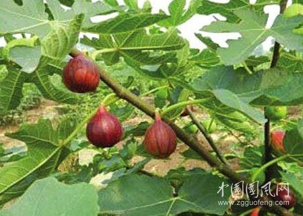 无花果叶的药用功效与作用