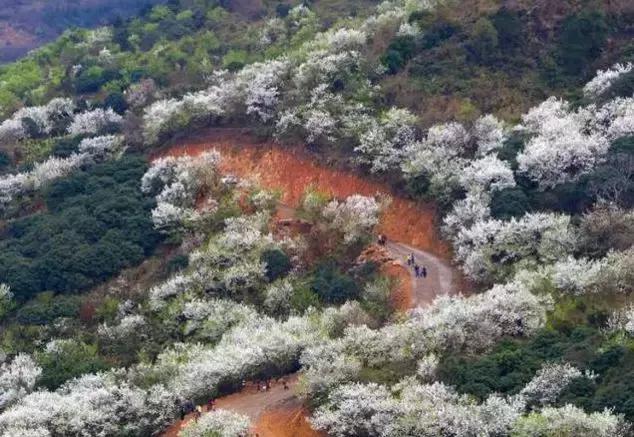 钦州这个地方梨树花开,漫山遍野白茫茫一片、如临如人间仙境!