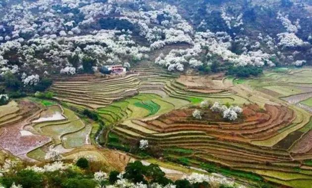 钦州这个地方梨树花开,漫山遍野白茫茫一片、如临如人间仙境!
