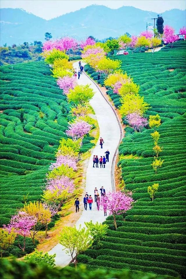 世界最大樱花园在中国!比日本大5倍,是阿里山的10倍美!