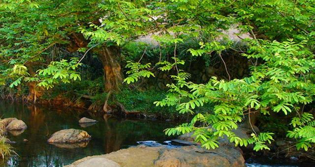 到这里看大自然鬼斧神工,野生娃娃鱼,穿山甲,云豹等