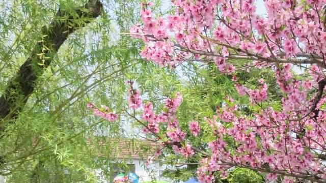 隐藏在上海郊区的一个古色古香小镇,值得你去一游