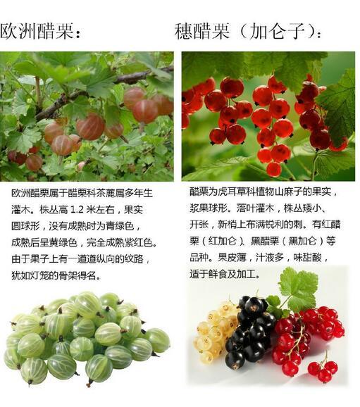 这种果子,离远了看特别像樱桃,维生素C仅次于猕猴桃