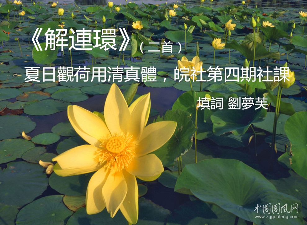 荷花.jpg