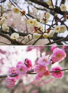 微信图片_20190326090916.jpg
