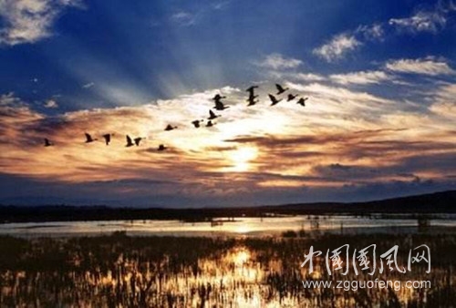 寒雁临湖.jpg